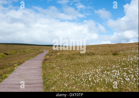 Il Boardwalk a Hermaness NNR, Unst, isole Shetland, Scotland, Regno Unito Foto Stock