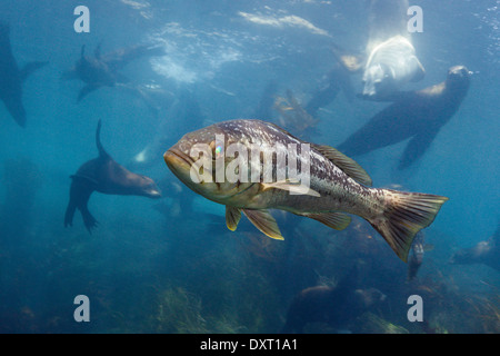 Kelp Bass, Paralabrax clathratus, Cedros Island, Messico Foto Stock