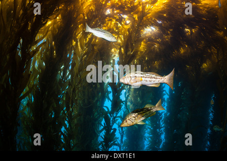 Kelp Bass nella foresta di Kelp, Paralabrax clathratus, Cedros Island, Messico Foto Stock