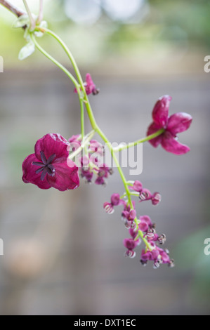 Akebia quinata, vitigno di cioccolato Foto Stock