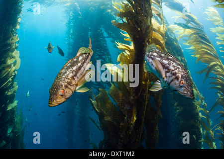 Kelp Bass nella foresta di Kelp, Paralabrax clathratus, Cedros Island, Messico Foto Stock