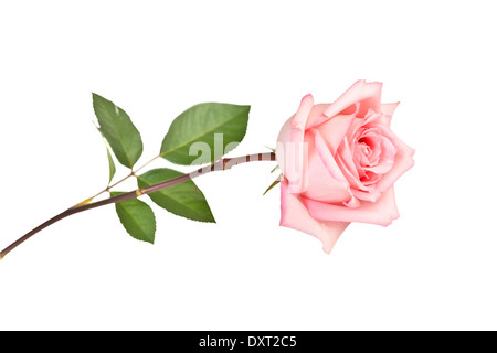 Rosa rosa isolato su sfondo bianco Foto Stock