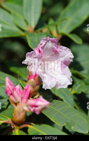 Giovani e teneri di rosa fiori di rododendro in Muncaster Castle Gardens su una soleggiata giornata di primavera Foto Stock