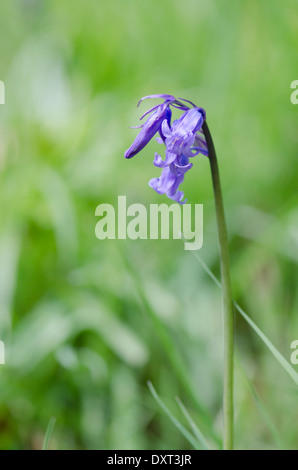 Bluebell fiori sul suolo della foresta in una soleggiata legno pennini Foto Stock