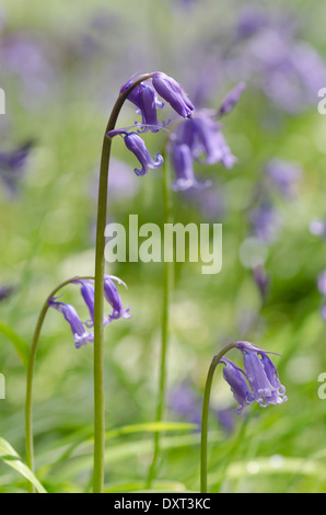 Bluebell fiori sul suolo della foresta in una soleggiata legno pennini Foto Stock