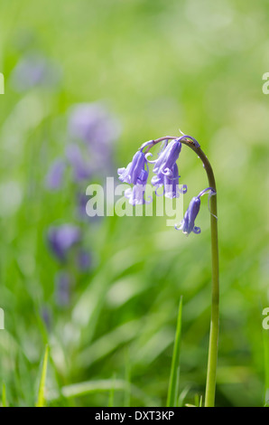 Bluebell fiori sul suolo della foresta in una soleggiata legno pennini Foto Stock