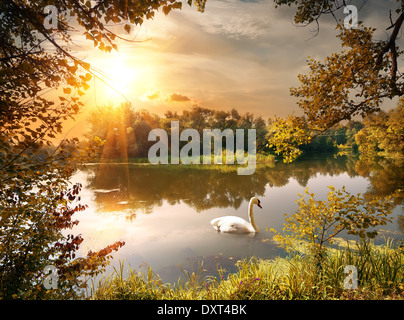 Cigno sul laghetto di sera Foto Stock