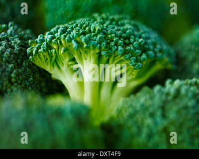 Extreme close up di materie broccoli Foto Stock