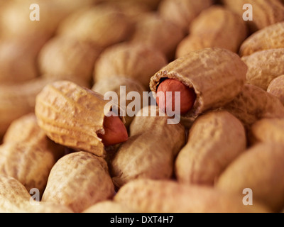 Extreme close up di Arachidi in guscio Foto Stock