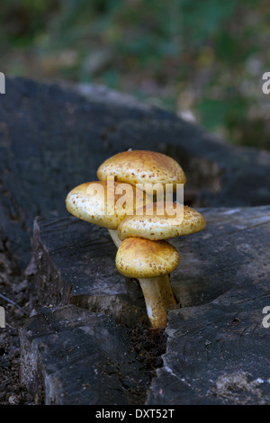 I funghi che crescono su un decadimento ceppo di albero Foto Stock