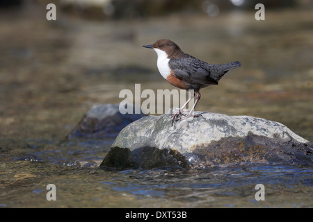 Il bilanciere, Cinclus cinclus, singolo uccello da acqua, Galles, Marzo 2014 Foto Stock