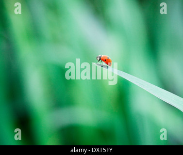 Coccinella sulla punta della balestra Foto Stock