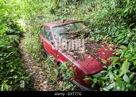 Auto abbandonate nel bosco e ricoperta di Abergavenny, Wales, Regno Unito Foto Stock