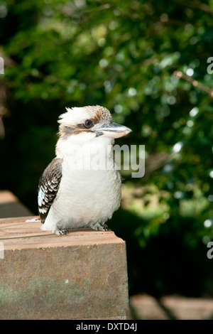 Nativo di uccello australiano Kookaburra appollaiato sulla recinzione Foto Stock