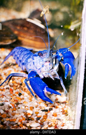 Acqua fresca Yabbie blu nel serbatoio - Gamberi di fiume pet Foto Stock