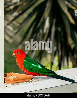 Nativi Australiani re alimentazione pappagallo Foto Stock