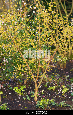 Cornus officinalis, sanguinello. Arbusto, febbraio. Ritratto di tutta la pianta in fiore con piccolo fiore giallo. Foto Stock