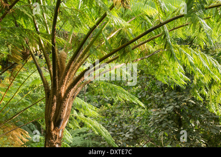 Felci tropicali del genere Cyatea possono raggiungere fino a 8 - 10 metri nelle foreste pluviali dell'America del Sud e delle Antille, Martinica, Antille francesi Foto Stock