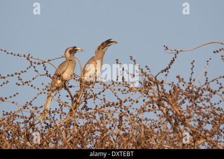 Indiano Hornbills grigio (Ocyceros birostris) coppia Foto Stock