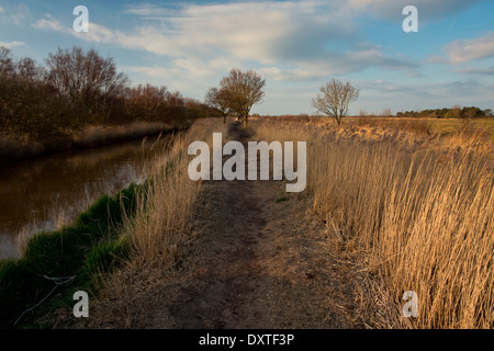 Reed-letti in inverno tra Horsey semplice e Hickling ampio; Parco Nazionale di Norfolk Broads, Norfolk. Foto Stock