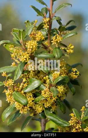 Mediterraneo frangola, Rhamnus alaternus in fiore. Cipro. Foto Stock