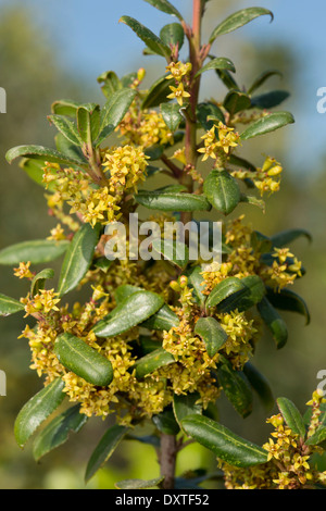 Mediterraneo frangola, Rhamnus alaternus in fiore. Cipro. Foto Stock