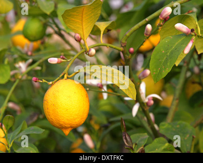 Limone giallo appeso la struttura ad albero nel frutteto in Sicilia Foto Stock