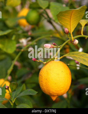 Limone giallo appeso la struttura ad albero nel frutteto in Italia Foto Stock