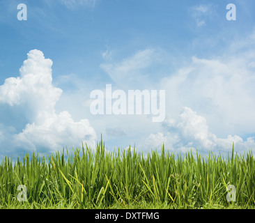 Erba sotto il bel cielo. Campo di riso sfondo floreale Foto Stock