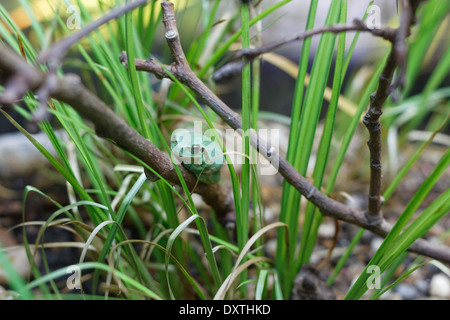 Stripeless Raganella (Hyla meridionalis) Foto Stock
