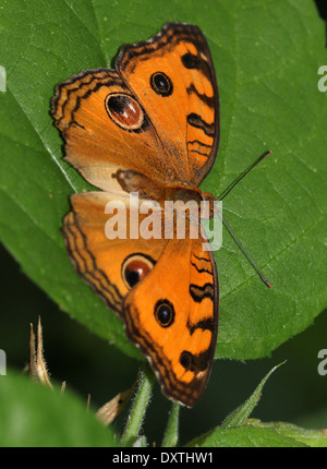 Peacock Pansy butterfly (Junonia almana) Foto Stock