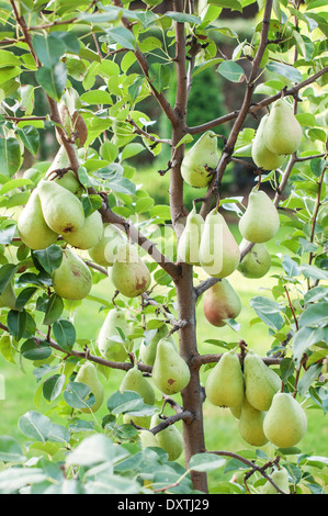 Piccolo Pear Tree con molti frutti su di esso Foto Stock