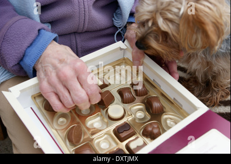 Donna aiutare se stessa ad un cioccolato da una scatola di cioccolatini con il suo cane guardando Foto Stock