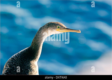 Il marangone dal ciuffo del Mediterraneo (Phalacrocorax aristotelis desmarestii) capretti o sub-piumaggio degli adulti Foto Stock