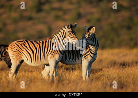 Pianure (Burchells) zebre (Equus burchelli) nella mattina presto luce, Sud Africa Foto Stock