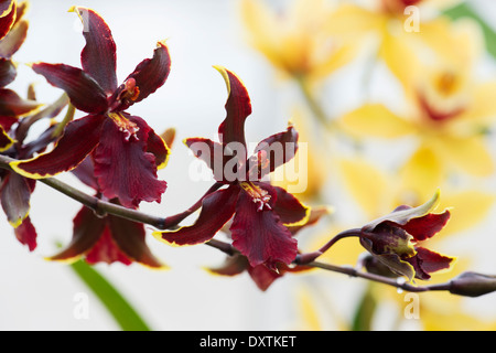 Odontocidium Colmanara Wildcat Bobcat fiori di orchidea Foto Stock