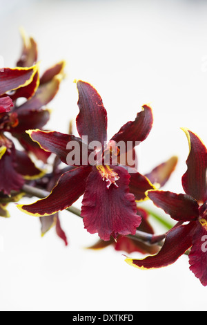 Odontocidium Colmanara Wildcat Bobcat fiori di orchidea Foto Stock