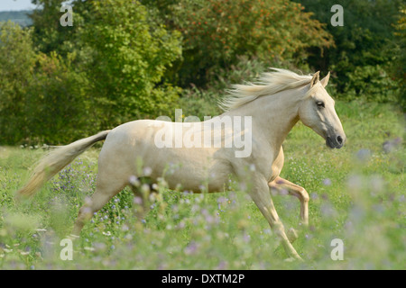 Colore Palomino Paso Fino a cavallo al galoppo nel campo Foto Stock