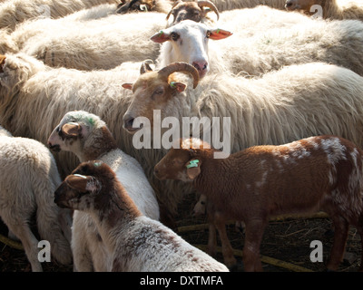 Allevamento di pecore con agnelli in Nijverdal, Overijssel, Paesi Bassi Foto Stock