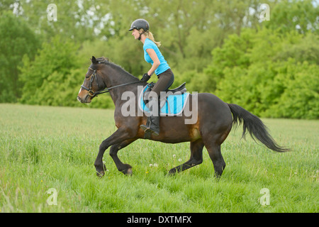 Cavalcare su pony Connemara al galoppo in un prato Foto Stock