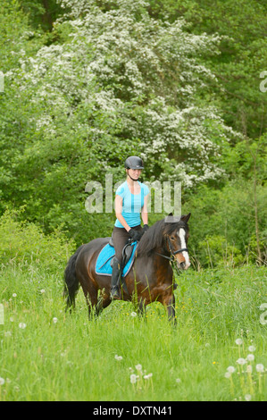 Cavalcare su pony Connemara Foto Stock