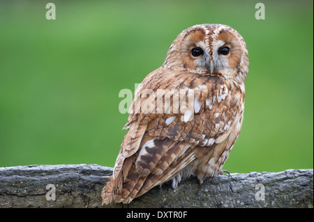 Allocco (Strix aluco) Foto Stock