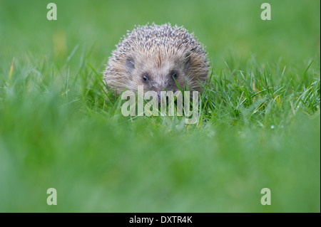 Unione riccio (Erinaceus europaeus) Foto Stock