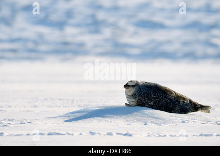 Guarnizione di tenuta del porto, guarnizione comune (Phoca vitulina) giacente sul mare di ghiaccio al foro per l'acqua. Foto Stock