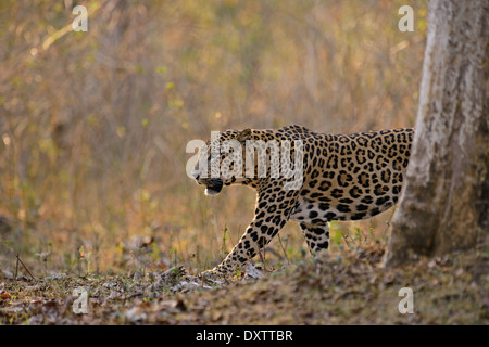 Maschio leopard indiano al tramonto, Nagarahole Parco Nazionale, India Foto Stock