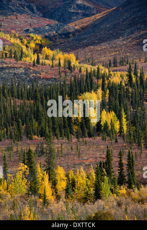 I colori autunnali sfrangiare la Dempster Highway, Yukon Territori, Canada Foto Stock