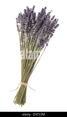 Secchi fiori di lavanda isolato su bianco Foto Stock