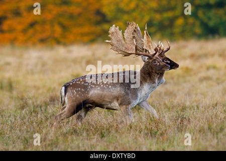 Due daini (Dama Dama) bucks Camminando fianco a fianco e il dimensionamento di ogni altro prima che i combattimenti durante la routine in autunno Foto Stock