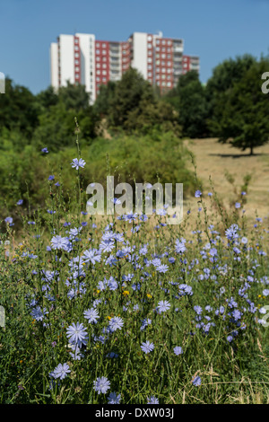 Fiori blu o perenne della lattuga Lactuca perennis nel parco vicino Torre di blocchi di appartamenti, Brno, Repubblica Ceca Foto Stock