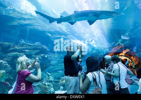 Persone che guardano e di scattare una foto di uno squalo nel tunnel, Dubai Aquarium, centro commerciale di Dubai, Emirati Arabi Uniti, Emirati Arabi Uniti Foto Stock